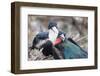 Great Frigatebird Male and Female Pair-DLILLC-Framed Photographic Print