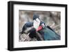 Great Frigatebird Male and Female Pair-DLILLC-Framed Photographic Print