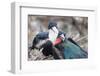 Great Frigatebird Male and Female Pair-DLILLC-Framed Photographic Print