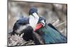 Great Frigatebird Male and Female Pair-DLILLC-Mounted Photographic Print