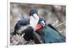 Great Frigatebird Male and Female Pair-DLILLC-Framed Photographic Print