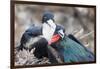 Great Frigatebird Male and Female Pair-DLILLC-Framed Photographic Print