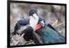 Great Frigatebird Male and Female Pair-DLILLC-Framed Photographic Print