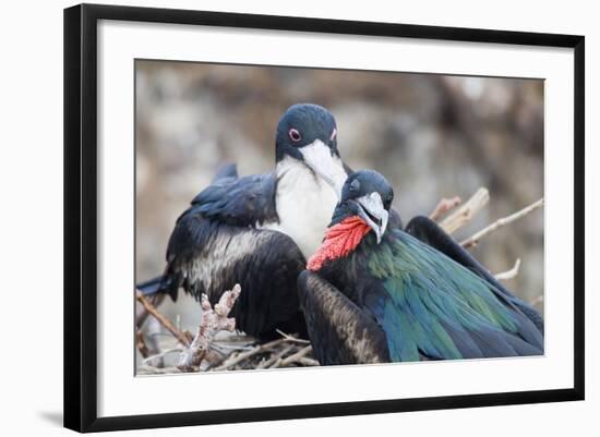 Great Frigatebird Male and Female Pair-DLILLC-Framed Photographic Print