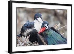 Great Frigatebird Male and Female Pair-DLILLC-Framed Photographic Print