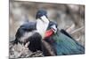 Great Frigatebird Male and Female Pair-DLILLC-Mounted Photographic Print