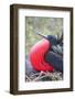 Great Frigatebird Male (Fregata Minori)-G and M Therin-Weise-Framed Photographic Print