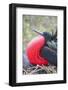 Great Frigatebird Male (Fregata Minori)-G and M Therin-Weise-Framed Photographic Print