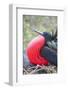 Great Frigatebird Male (Fregata Minori)-G and M Therin-Weise-Framed Photographic Print