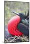 Great Frigatebird Male (Fregata Minori)-G and M Therin-Weise-Mounted Photographic Print