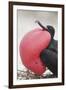 Great Frigatebird Puffing His Inflatable Red Throat Pouch-DLILLC-Framed Premium Photographic Print