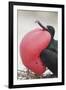 Great Frigatebird Puffing His Inflatable Red Throat Pouch-DLILLC-Framed Premium Photographic Print