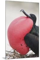 Great Frigatebird Puffing His Inflatable Red Throat Pouch-DLILLC-Mounted Premium Photographic Print