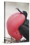 Great Frigatebird Puffing His Inflatable Red Throat Pouch-DLILLC-Stretched Canvas