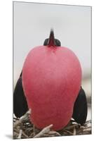 Great Frigatebird Puffing His Inflatable Red Throat Pouch-DLILLC-Mounted Premium Photographic Print