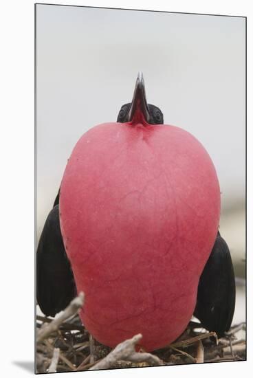 Great Frigatebird Puffing His Inflatable Red Throat Pouch-DLILLC-Mounted Premium Photographic Print