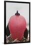 Great Frigatebird Puffing His Inflatable Red Throat Pouch-DLILLC-Framed Premium Photographic Print