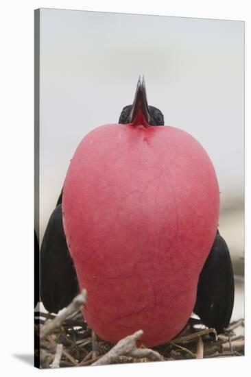 Great Frigatebird Puffing His Inflatable Red Throat Pouch-DLILLC-Stretched Canvas