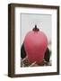 Great Frigatebird Puffing His Inflatable Red Throat Pouch-DLILLC-Framed Photographic Print