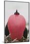 Great Frigatebird Puffing His Inflatable Red Throat Pouch-DLILLC-Mounted Photographic Print