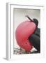 Great Frigatebird Puffing His Inflatable Red Throat Pouch-DLILLC-Framed Photographic Print