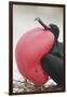 Great Frigatebird Puffing His Inflatable Red Throat Pouch-DLILLC-Framed Photographic Print