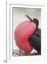 Great Frigatebird Puffing His Inflatable Red Throat Pouch-DLILLC-Framed Photographic Print