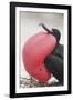 Great Frigatebird Puffing His Inflatable Red Throat Pouch-DLILLC-Framed Photographic Print