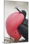 Great Frigatebird Puffing His Inflatable Red Throat Pouch-DLILLC-Mounted Photographic Print