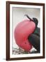 Great Frigatebird Puffing His Inflatable Red Throat Pouch-DLILLC-Framed Photographic Print