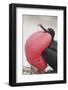 Great Frigatebird Puffing His Inflatable Red Throat Pouch-DLILLC-Framed Photographic Print