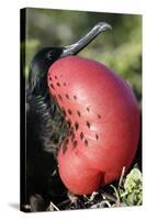 Great Frigatebird with Inflated Throat-null-Stretched Canvas