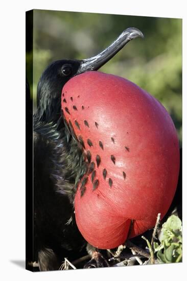 Great Frigatebird with Inflated Throat-null-Stretched Canvas