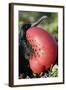 Great Frigatebird with Inflated Throat-null-Framed Photographic Print