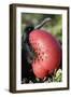 Great Frigatebird with Inflated Throat-null-Framed Photographic Print