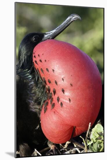 Great Frigatebird with Inflated Throat-null-Mounted Photographic Print