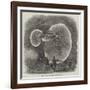 Great Fungus in a Tunnel Near Doncaster-null-Framed Giclee Print