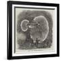 Great Fungus in a Tunnel Near Doncaster-null-Framed Giclee Print