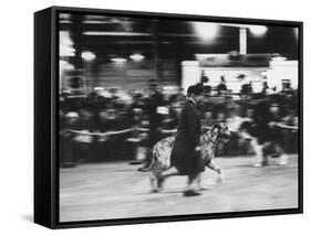 Great-Grandmother Pacing Her Irish Wolfhound, During Cruft's Dog Show-null-Framed Stretched Canvas