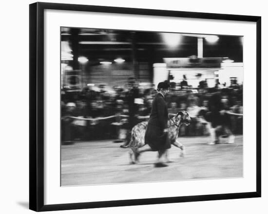 Great-Grandmother Pacing Her Irish Wolfhound, During Cruft's Dog Show-null-Framed Photographic Print