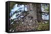 Great Gray Owl (Great Grey Owl) (Strix Nebulosa) Female and 11-Day-Old Chicks-James-Framed Stretched Canvas