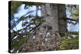 Great Gray Owl (Great Grey Owl) (Strix Nebulosa) Female and 11-Day-Old Chicks-James-Stretched Canvas