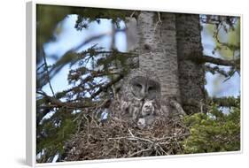 Great Gray Owl (Great Grey Owl) (Strix Nebulosa) Female and 11-Day-Old Chicks-James-Framed Photographic Print