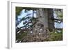 Great Gray Owl (Great Grey Owl) (Strix Nebulosa) Female and 11-Day-Old Chicks-James-Framed Photographic Print