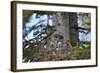 Great Gray Owl (Great Grey Owl) (Strix Nebulosa) Female and 11-Day-Old Chicks-James-Framed Photographic Print