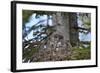 Great Gray Owl (Great Grey Owl) (Strix Nebulosa) Female and 11-Day-Old Chicks-James-Framed Photographic Print