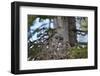 Great Gray Owl (Great Grey Owl) (Strix Nebulosa) Female and 11-Day-Old Chicks-James-Framed Photographic Print