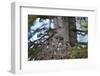 Great Gray Owl (Great Grey Owl) (Strix Nebulosa) Female and 11-Day-Old Chicks-James-Framed Photographic Print