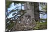 Great Gray Owl (Great Grey Owl) (Strix Nebulosa) Female and 11-Day-Old Chicks-James-Mounted Photographic Print