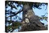 Great Gray Owl (Great Grey Owl) (Strix Nebulosa) Female and 13-Day-Old Chick-James-Stretched Canvas